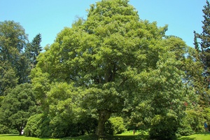 illustration Trodat et la préservation du climat : 633 arbres plantés 