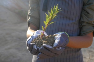 illustration Changement climatique - 52 000 arbres plantés par Bankers Box !