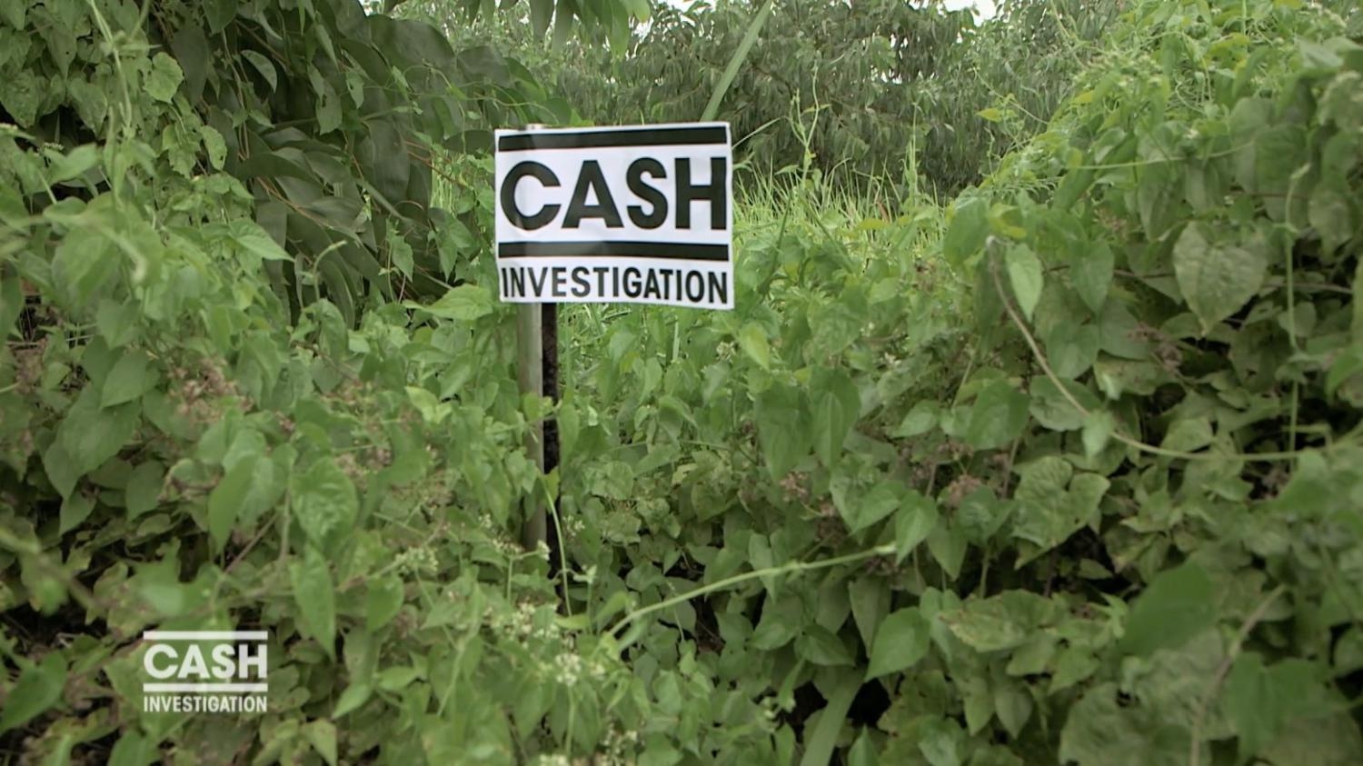 France 2 Cash investigation, diffusée mardi dernier (24 janvier). Intitulé « Razzia sur le bois »
